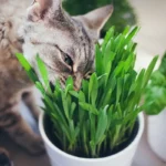 Paraguayn jasmiini: Kaunis ja tuoksuva kasvi, mutta varo lemmikkejäsi!