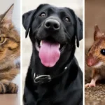 Persoonallisuustesti: Valitse eläin ja selvitä, miten olet yhteydessä ympäristöösi