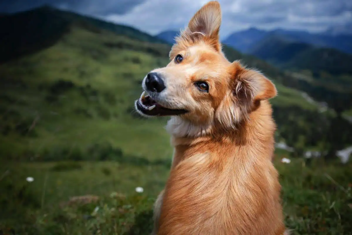 Persoonallisuustesti: Valitse eläin ja selvitä, miten olet yhteydessä ympäristöösi