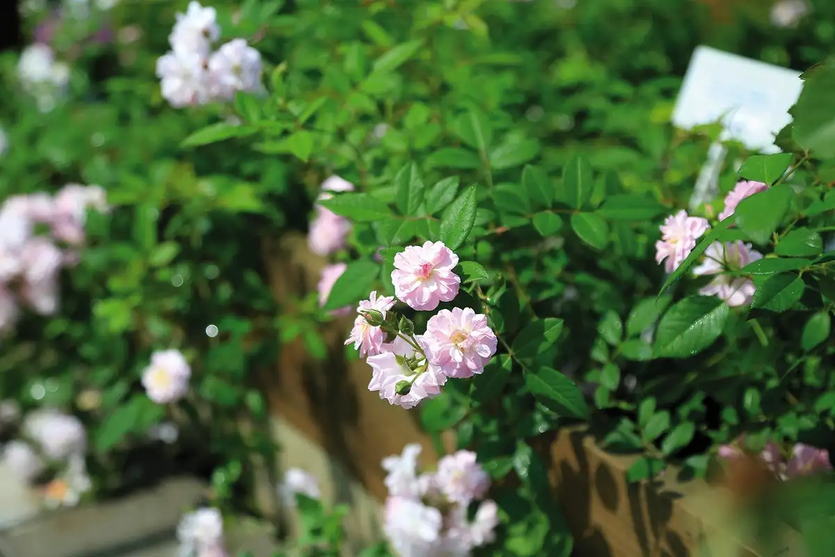 Pieni Dot-si rosa: Kultaa kuin bonsai – opi kasvattamaan tämä lumoava minikasvi!