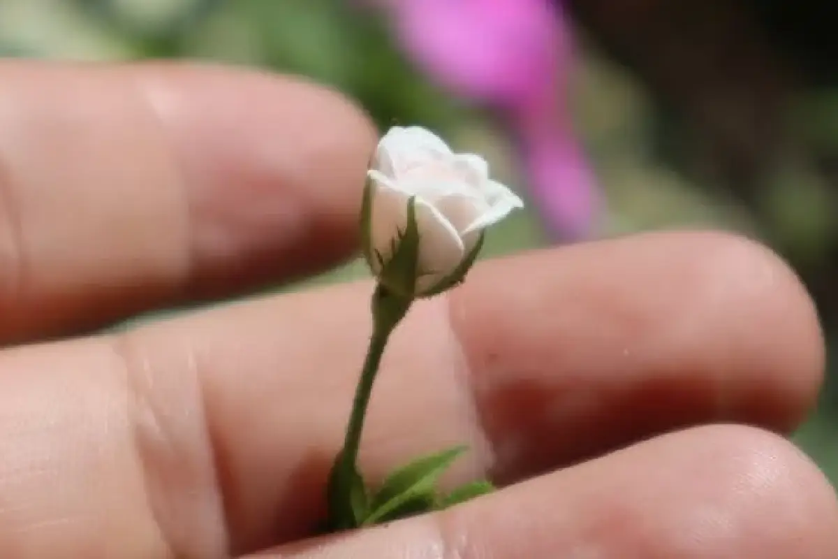 Pieni Dot-si rosa: Kultaa kuin bonsai – opi kasvattamaan tämä lumoava minikasvi!