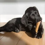 Suomalainen koiravinkki: Puiset lelut viihdyttävät koiria Helsingissä