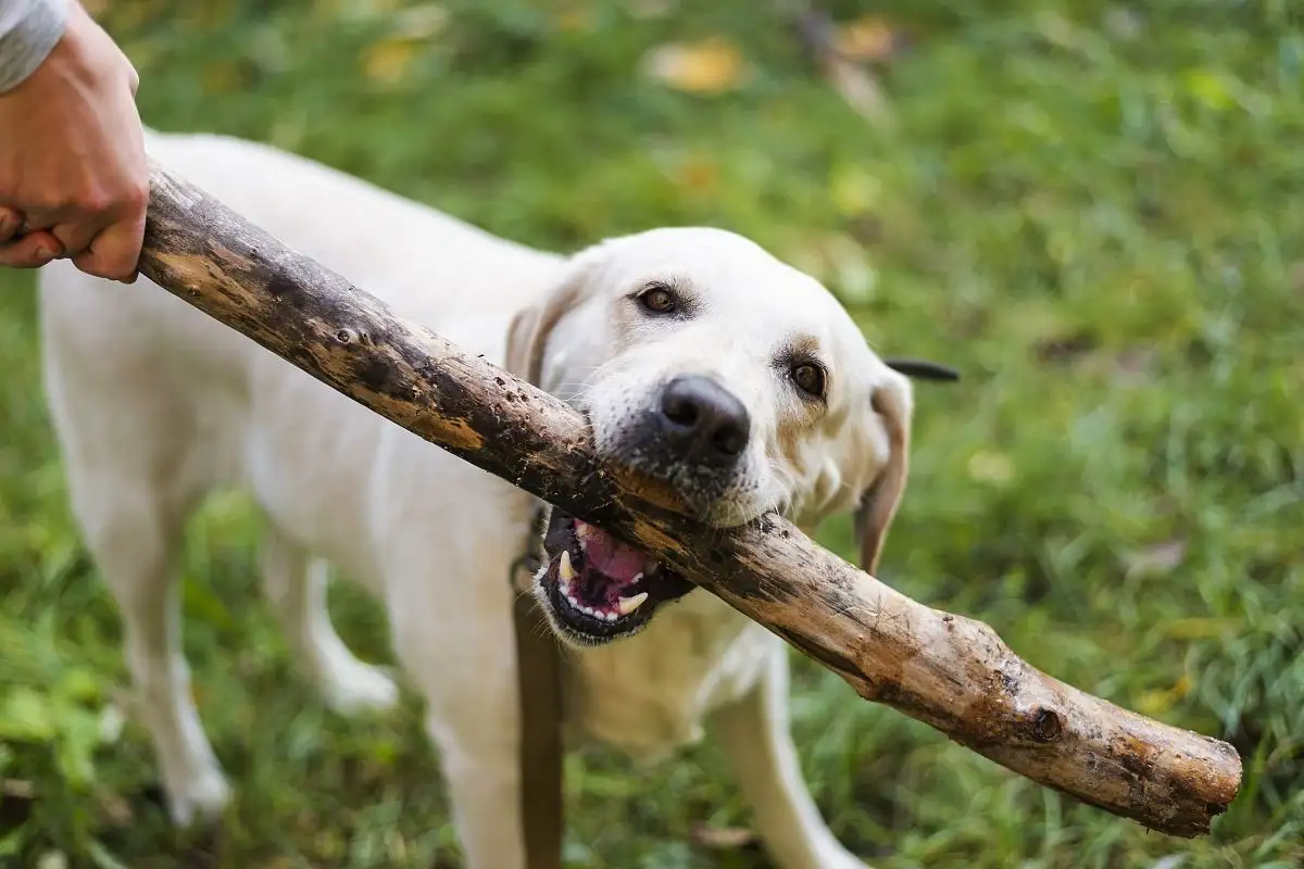 Suomalainen koiravinkki: Puiset lelut viihdyttävät koiria Helsingissä