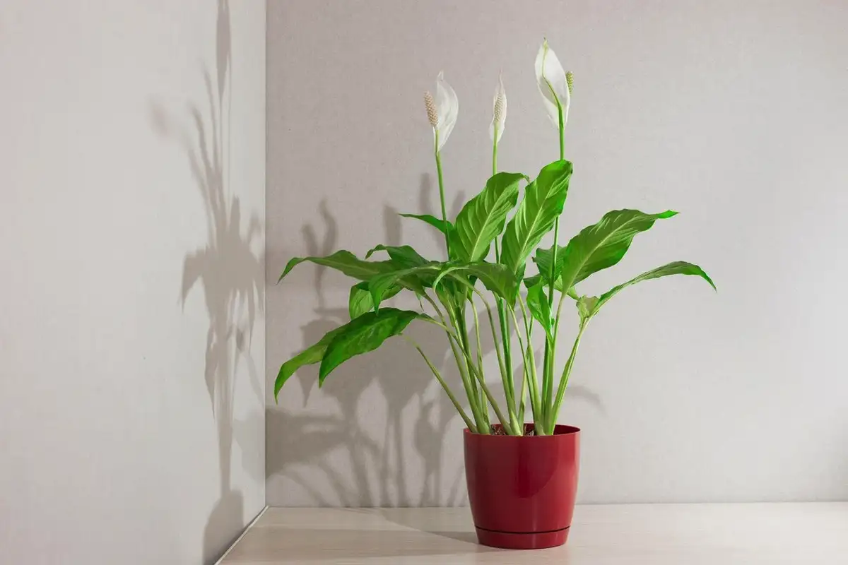 Kuinka pitää rauhankukka kukoistavana talven yli: yksi yksinkertainen syksyn temppu