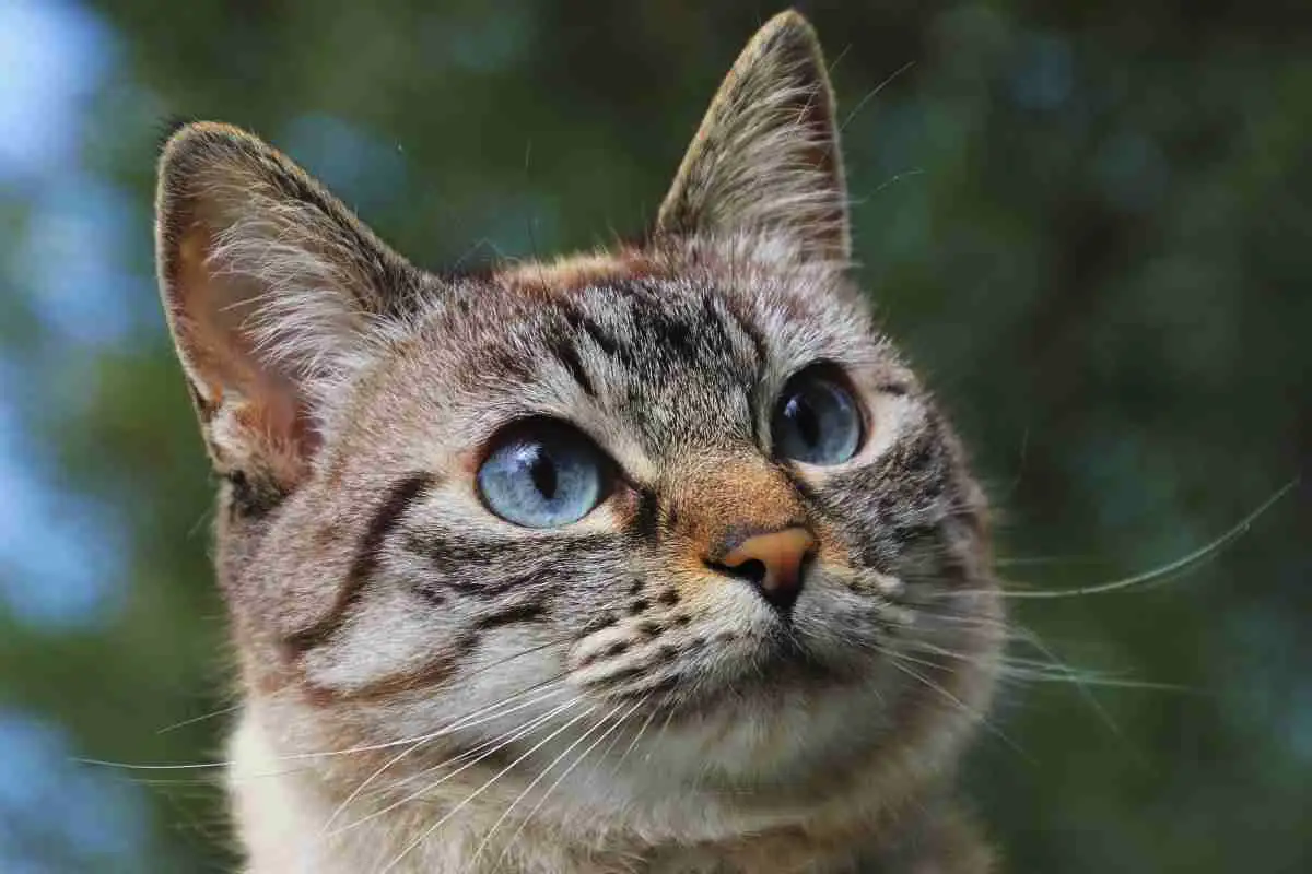 Testaa rehellisyytesi: Nopea testi paljastaa, kuinka usein turvaudut valheeseen