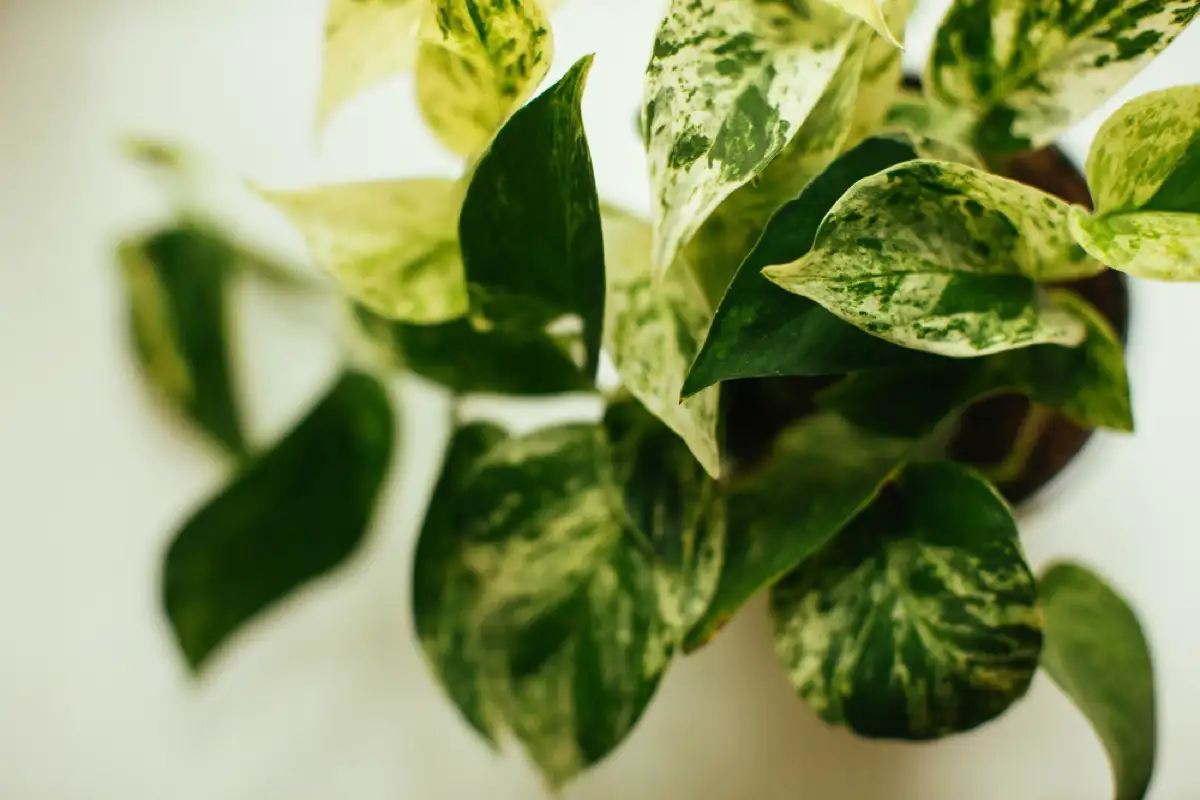 Riippuvat sisäkasvit: enemmän kuin koriste – ne puhdistavat ilmaa ja luovat luonnollisen turvapaikan