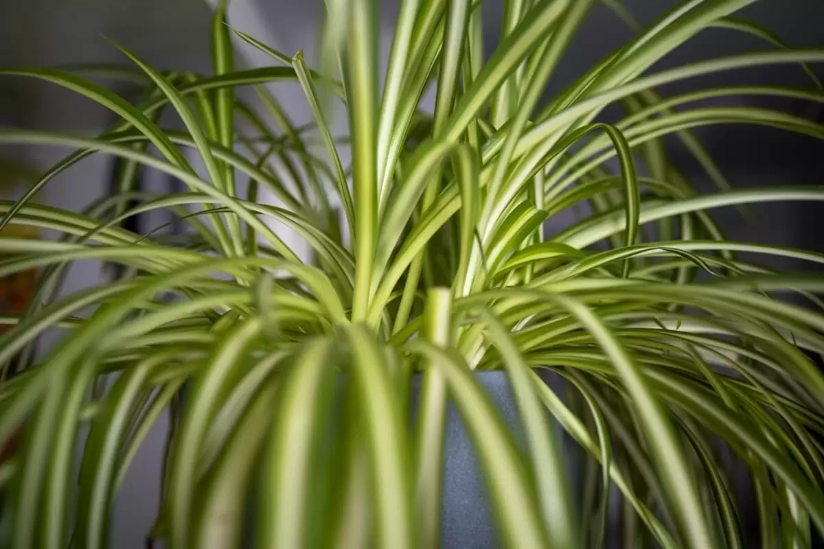 Riippuvat sisäkasvit: enemmän kuin koriste – ne puhdistavat ilmaa ja luovat luonnollisen turvapaikan