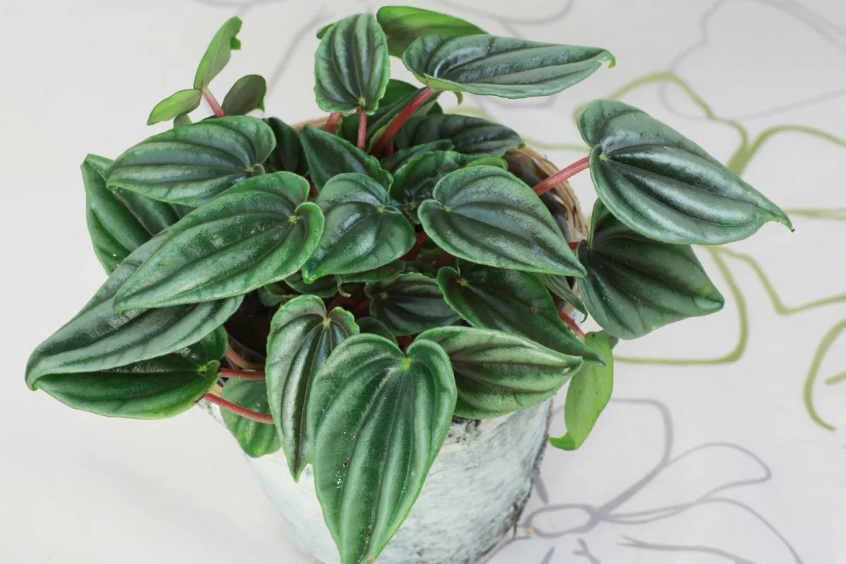 Riippuvat sisäkasvit: enemmän kuin koriste – ne puhdistavat ilmaa ja luovat luonnollisen turvapaikan