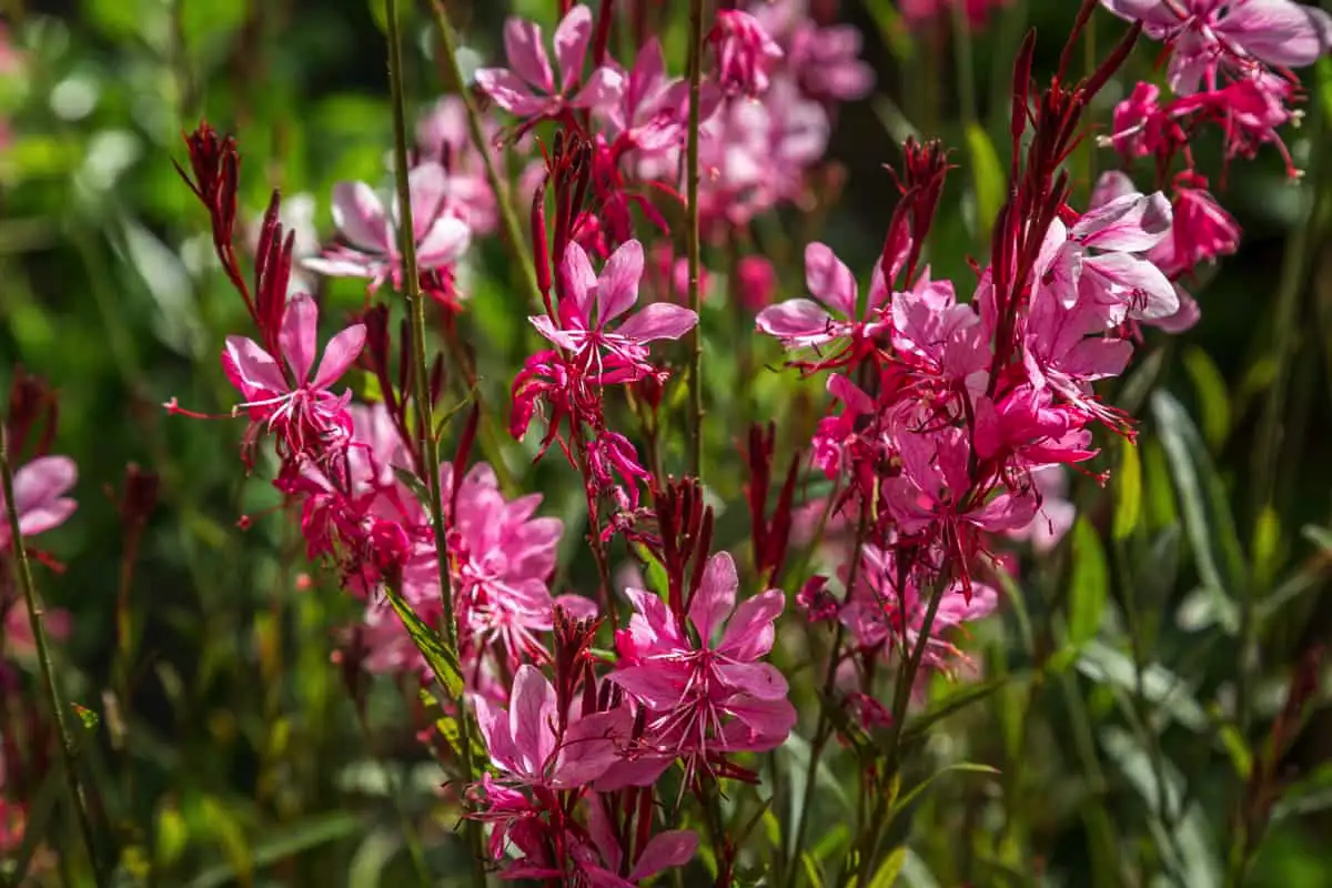 Huomio unohteleville viherpeukaloille: Perhoskukka kasvi, joka kukoistaa ruukussa sisätiloissa