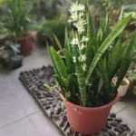 Keittiöjätteillä: Tee tämä seos, jotta sansevieria pysyy terveenä ja elinvoimaisena