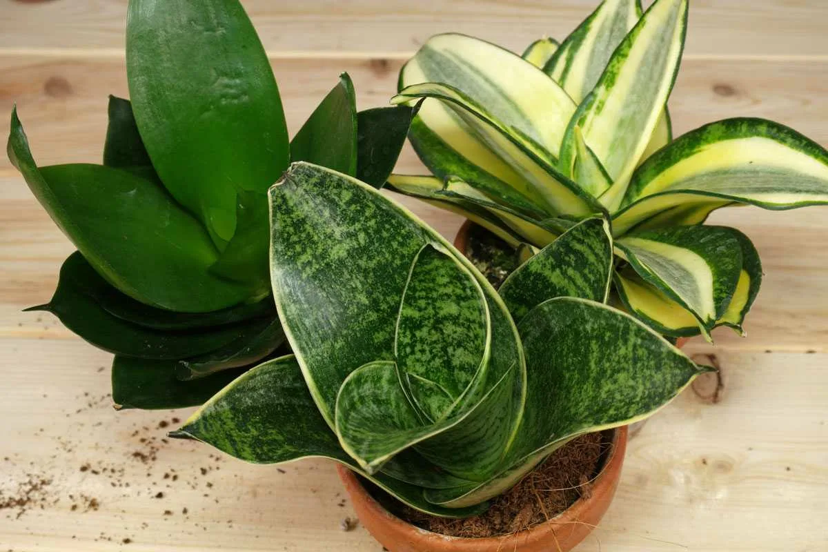 Keittiöjätteillä: Tee tämä seos, jotta sansevieria pysyy terveenä ja elinvoimaisena