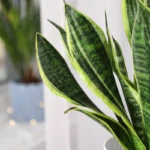 Kuinka pitää Sansevieriasi keltaiset reunat terveinä ja loistavina