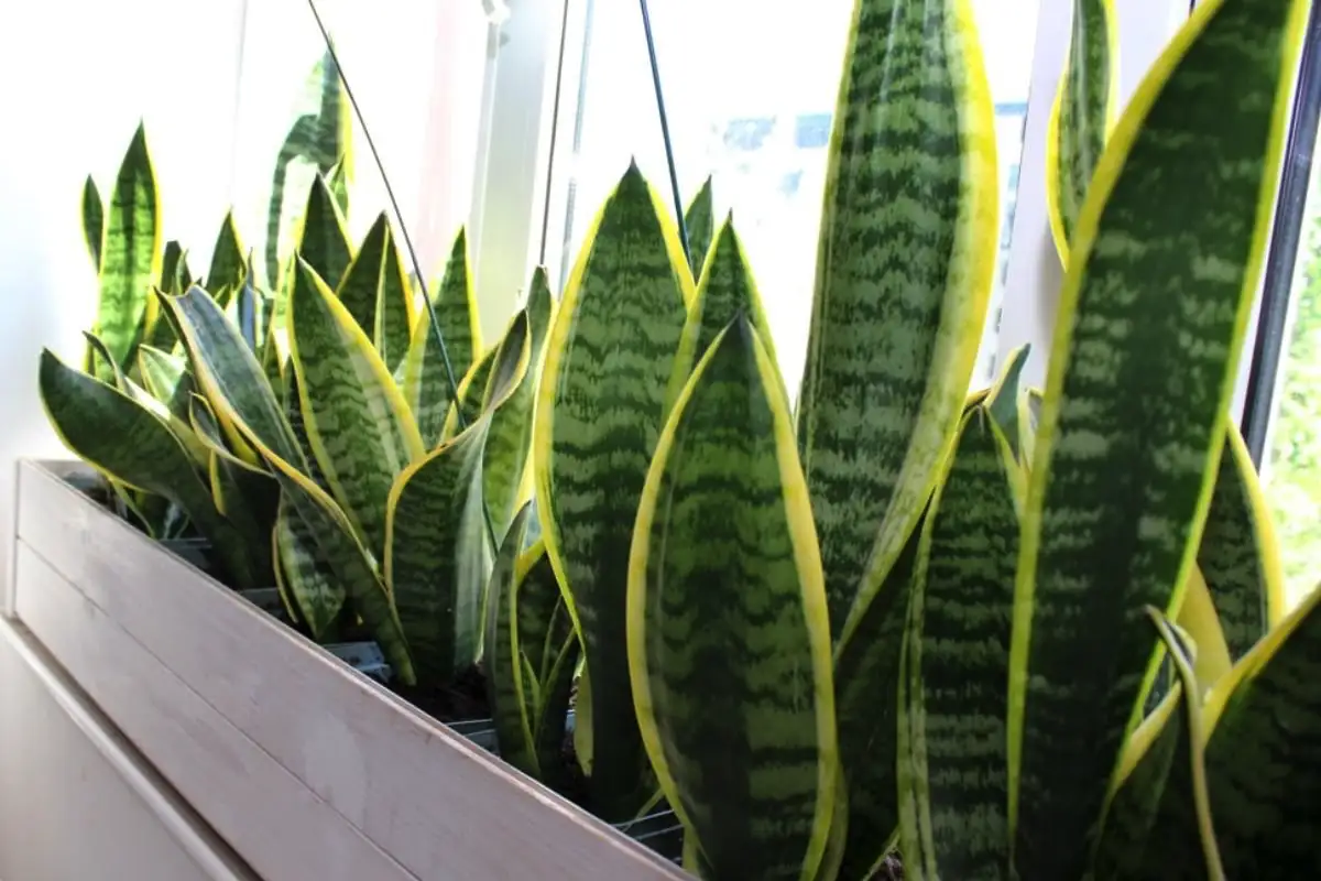 Kuinka pitää Sansevieriasi keltaiset reunat terveinä ja loistavina