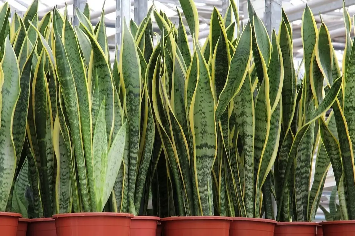 Kuinka pitää Sansevieriasi keltaiset reunat terveinä ja loistavina