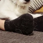 Sieni pesukoneessa: nerokas kikka, jolla poistat lemmikkieläinten karvat mustista vaatteista lopullisesti