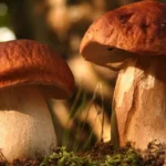 Sienikausi Suomessa: Kuinka valmistaa metsän herkkuja?