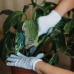 Pelasta spathiphyllum tummumiselta – näin pelastat “naisten onnen” mädäntymiseltä