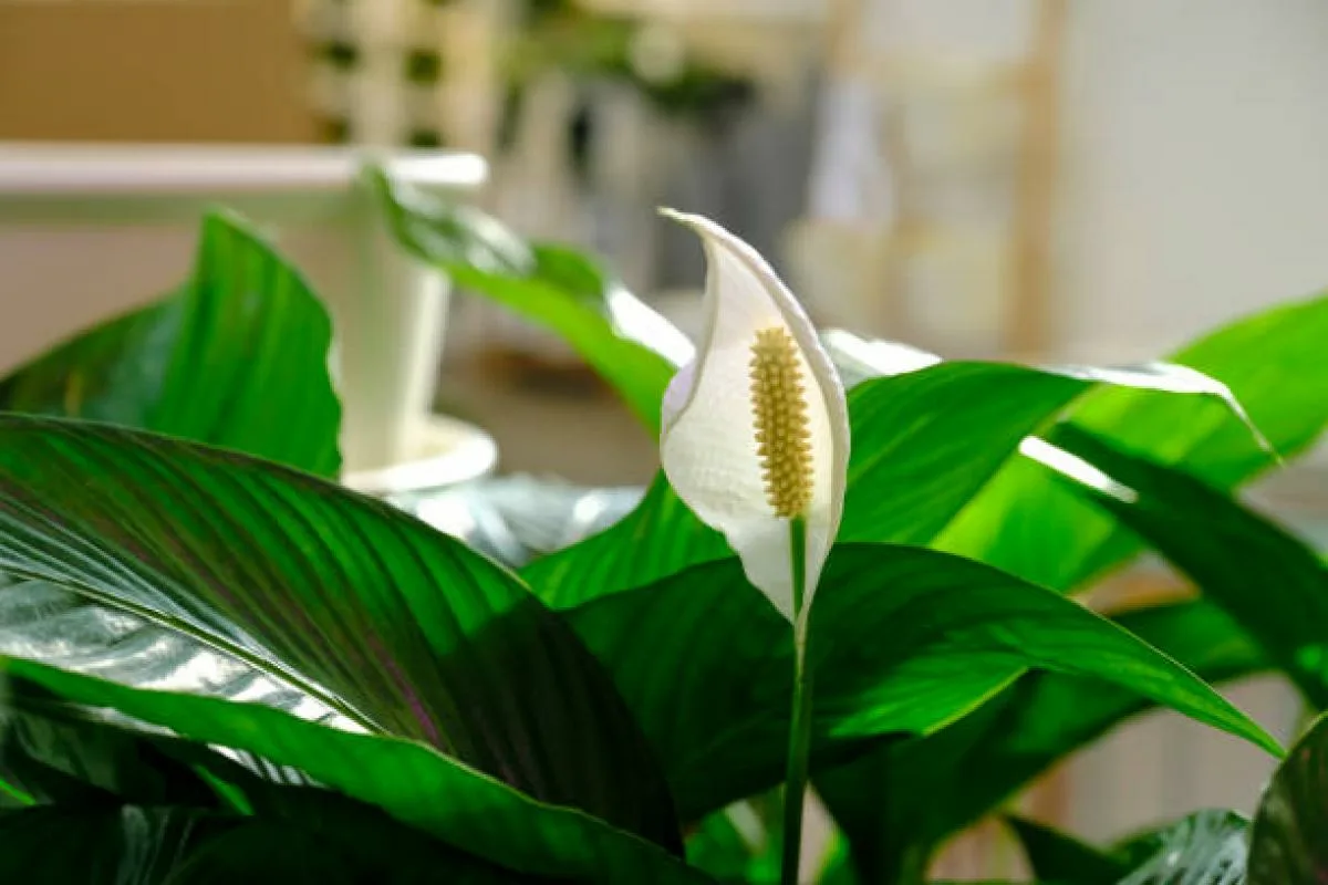 Pelasta spathiphyllum tummumiselta – näin pelastat “naisten onnen” mädäntymiseltä