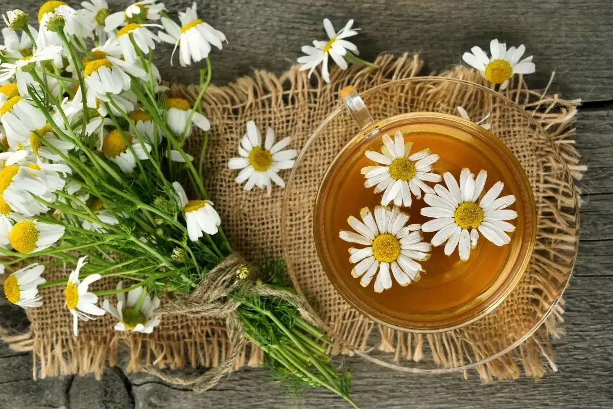 Suomalaiset iltajuomat: 5 suosituinta nukkumiseen ja rentoutumiseen