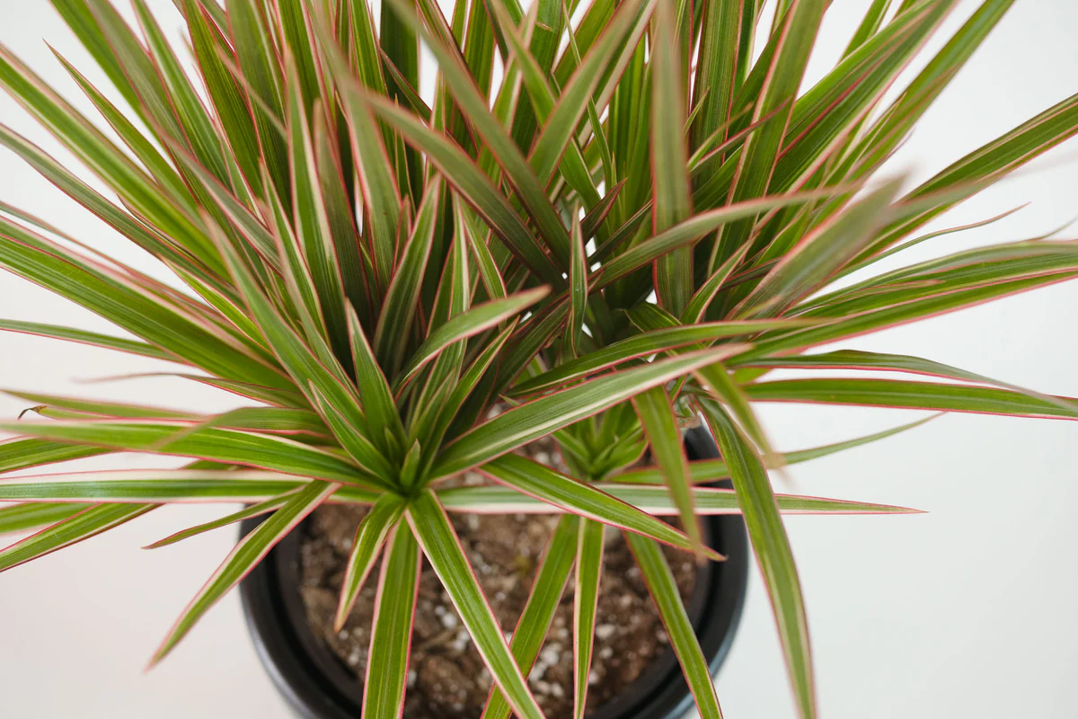 Viisi XL-kasvia olohuoneeseen, jotka tuovat tyyliä ja raikkautta kotiisi