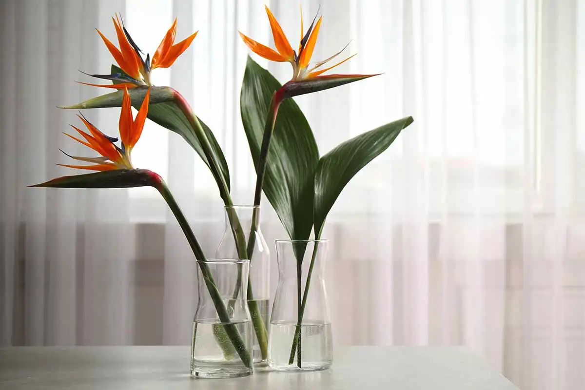 Viisi XL-kasvia olohuoneeseen, jotka tuovat tyyliä ja raikkautta kotiisi