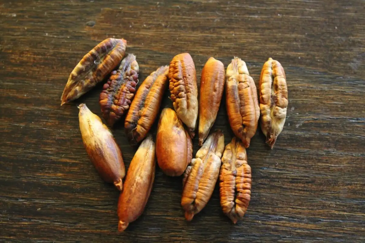 Älä heitä taatelien kiviä pois – valmista tämä herkullinen kahvi, joka helpottaa unettomuutta ja ahdistusta