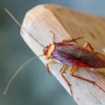 Hävitä torakat yksinkertaisella kahvansyötillä: nerokas torakkapuhdistusvinkki