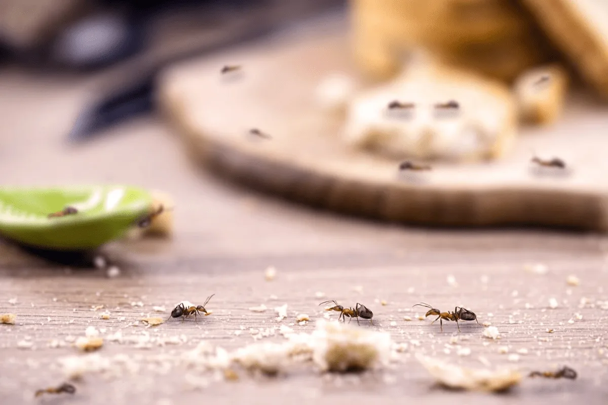 Paras keino karkottaa muurahaiset lopullisesti vain muutamalla ainesosalla