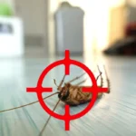 Paras keino pitää torakat poissa kodistasi