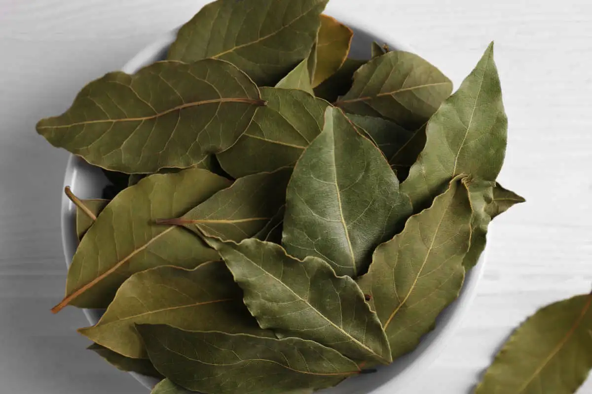 Paras keino pitää torakat poissa kodistasi