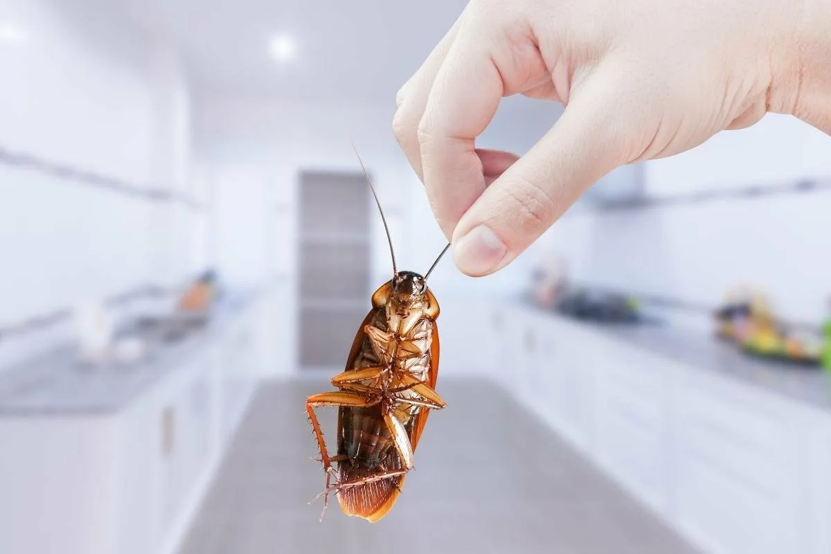 Paras keino pitää torakat poissa kodistasi