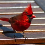 Tulilintu: Lintu, joka sytyttää toivon ja soi kansanmusiikissa