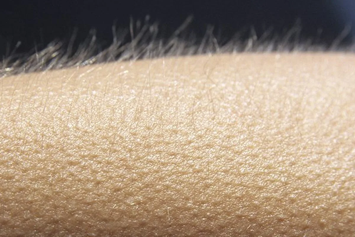 6 täysin turhaa elimiä: miksi kehomme pitää kiinni näistä?