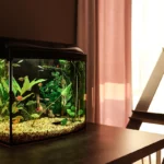 Suomalainen akvaariopuhtaus: viikoittainen turvefilteri torjulle – helppo tapa pitää vesi kirkkaana