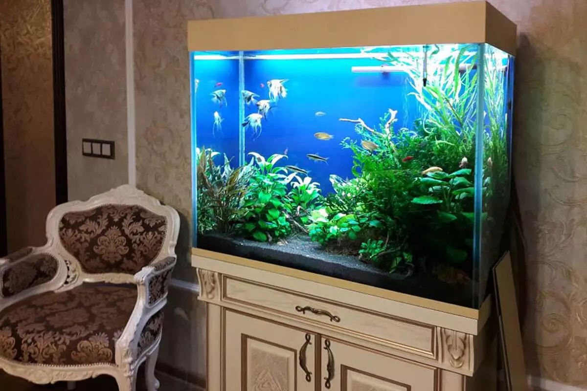 Suomalainen akvaariopuhtaus: viikoittainen turvefilteri torjulle – helppo tapa pitää vesi kirkkaana