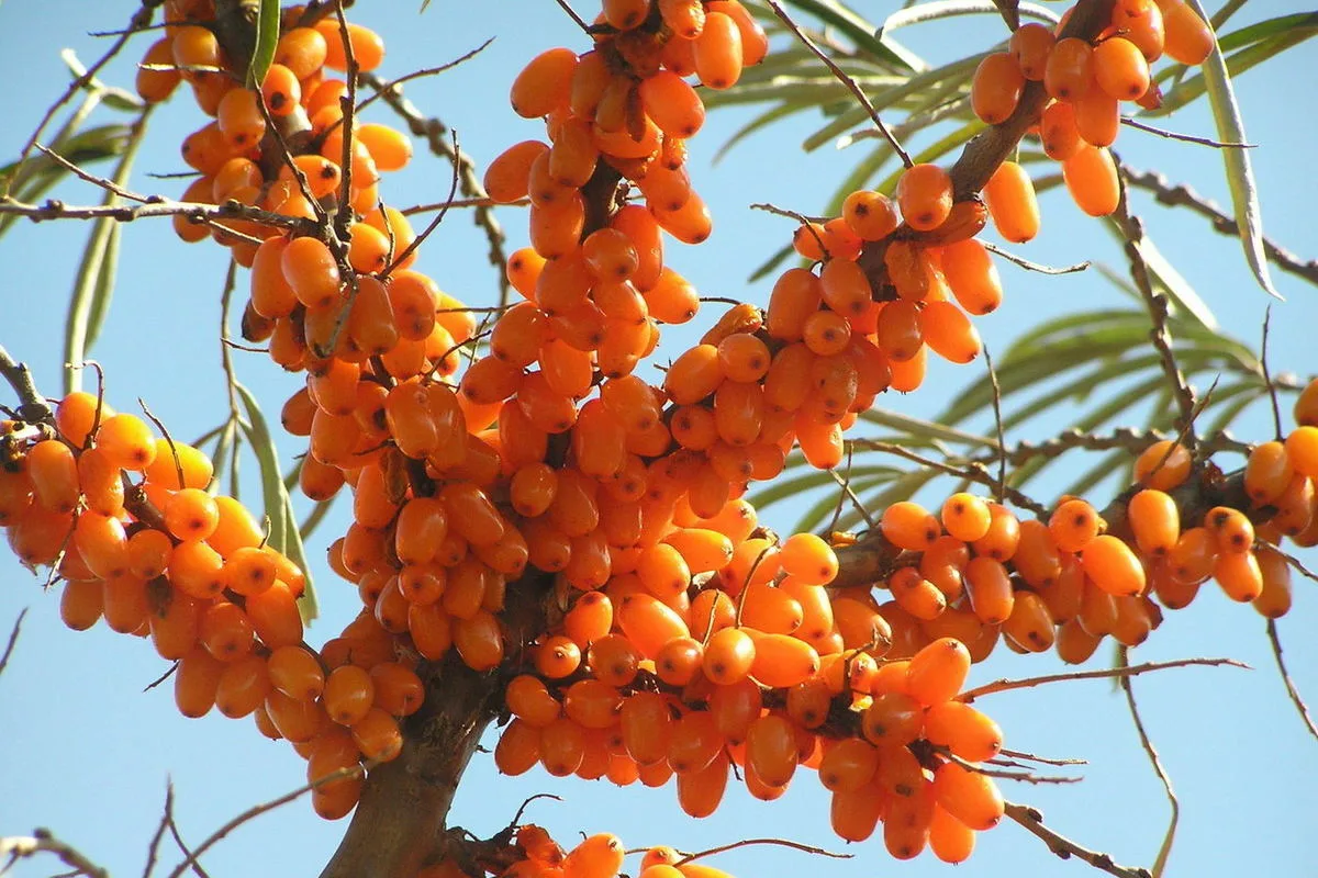 Aamun vitamiinipommi: Helppo tyrnimehu Helsingistä