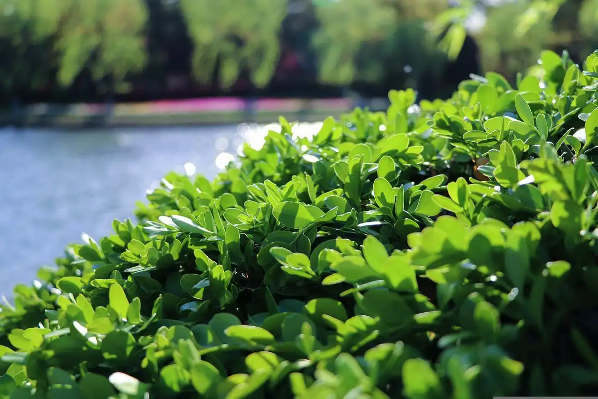 Valkoviinietikka kasveille: Näin pelastat puutarhasi luonnollisesti!