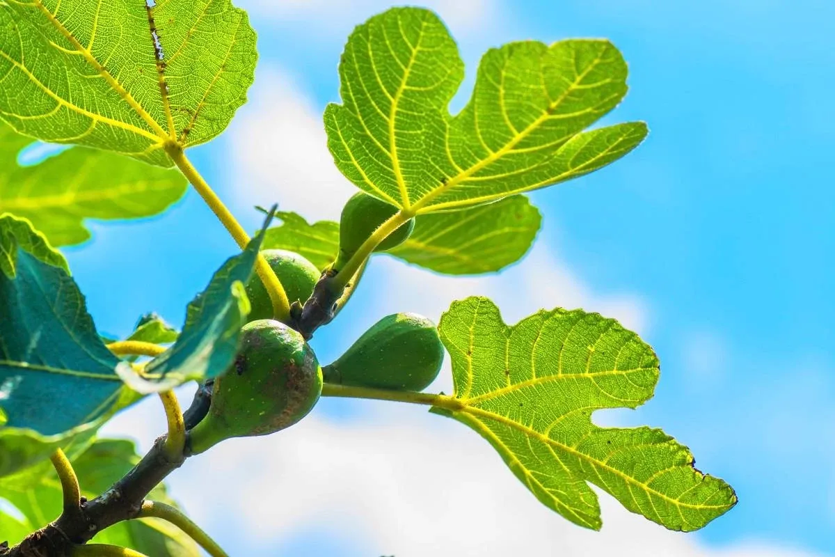 Isoäitien puutarhan salaisuus: Viikunapuun lehti – terveyden aarre