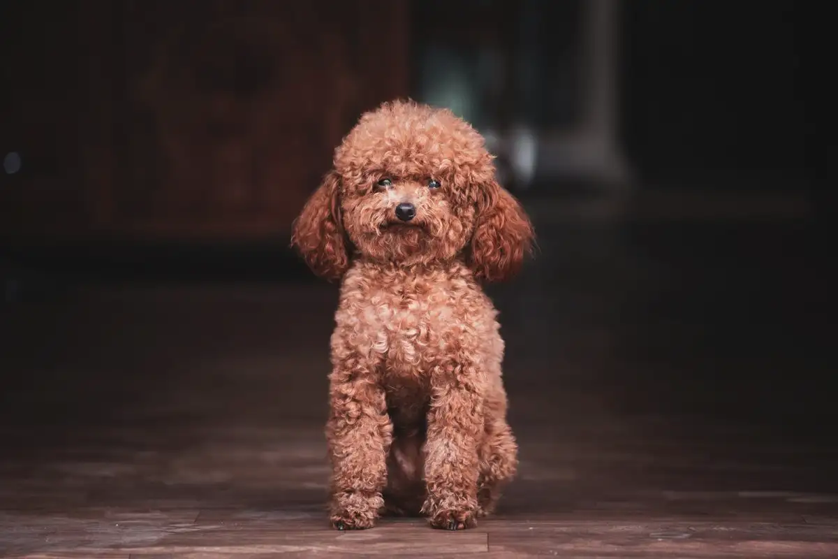 Mitä tarkoittaa, jos valitset villakoiran lemmikiksi? Psykologia paljastaa yllättäviä hyötyjä