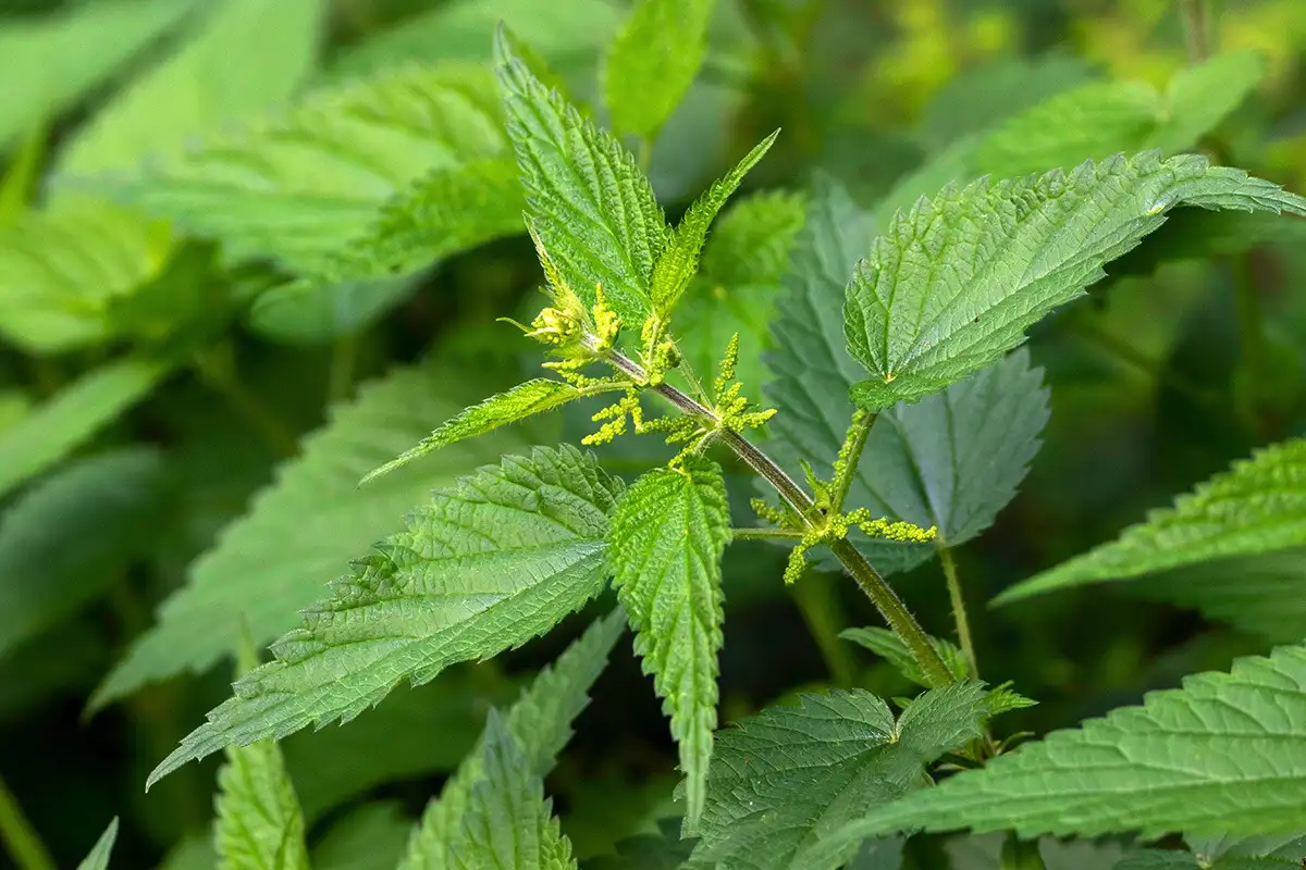 Metsän yrtit hiuksillesi: Suomalaiset kauneusreseptit luonnosta