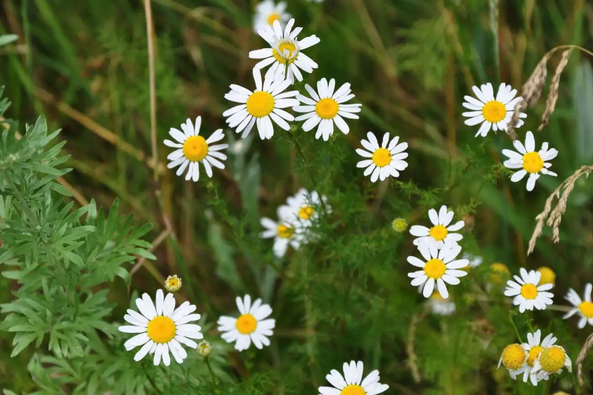 Metsän yrtit hiuksillesi: Suomalaiset kauneusreseptit luonnosta