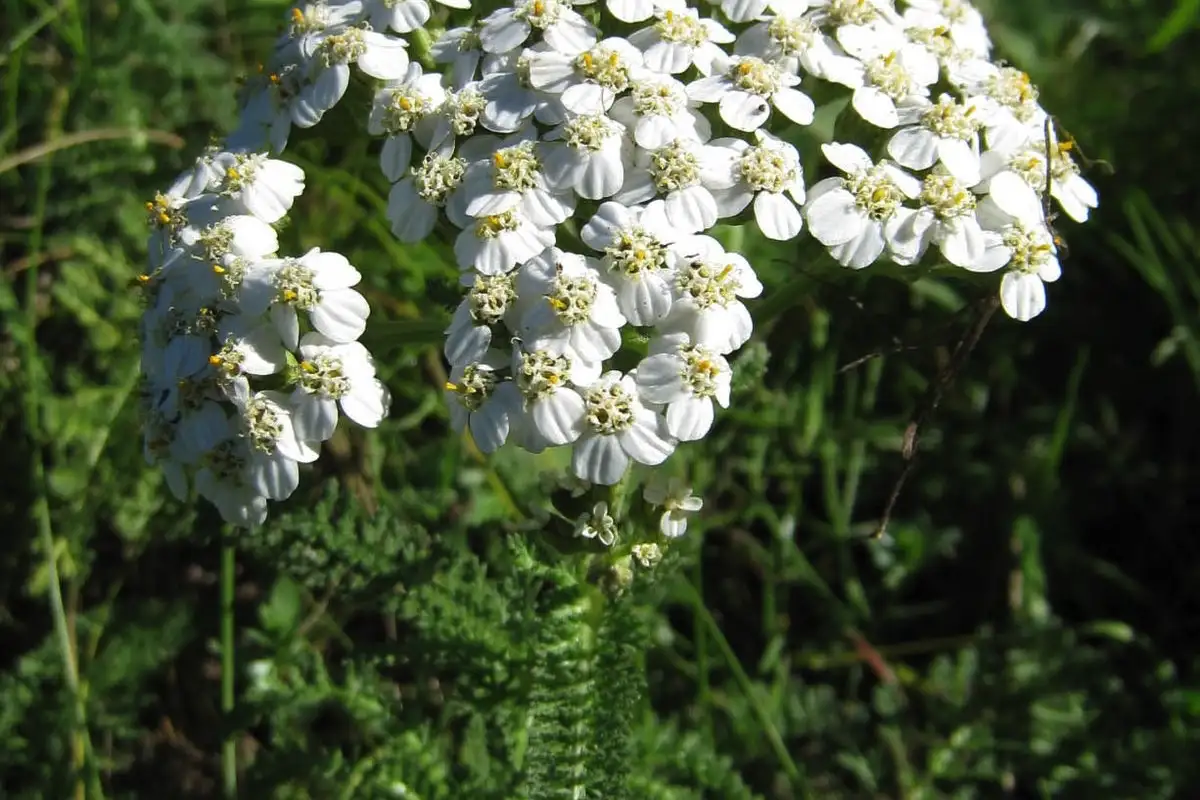 Metsän yrtit hiuksillesi: Suomalaiset kauneusreseptit luonnosta