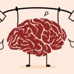 Aivojen huippukausi: tiede paljastaa, milloin mieli on terävimmillään