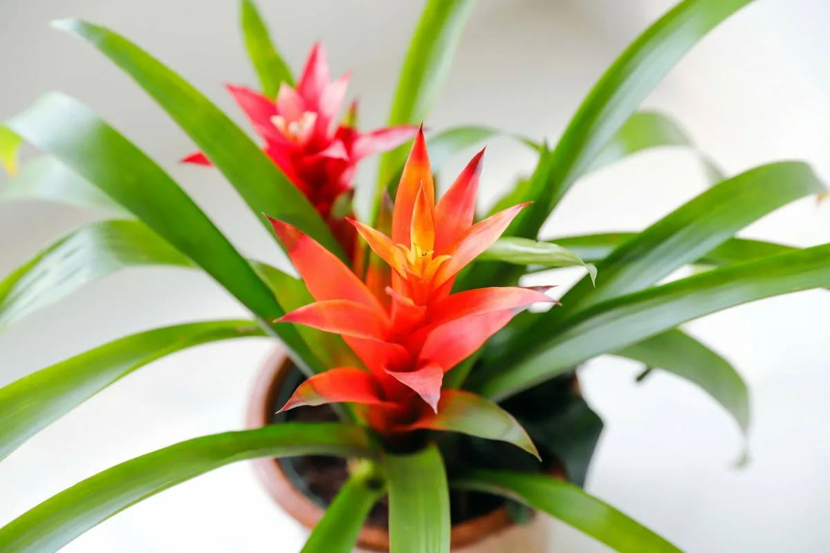 Täydellinen bromelia jokaiseen olohuoneeseen: Kaunis, kestävä ja ilahduttaa joka nurkkaa