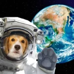 Avaruuden pioneereja: 10 eläintä, jotka kiersivät maailmaa – osa ei palannut