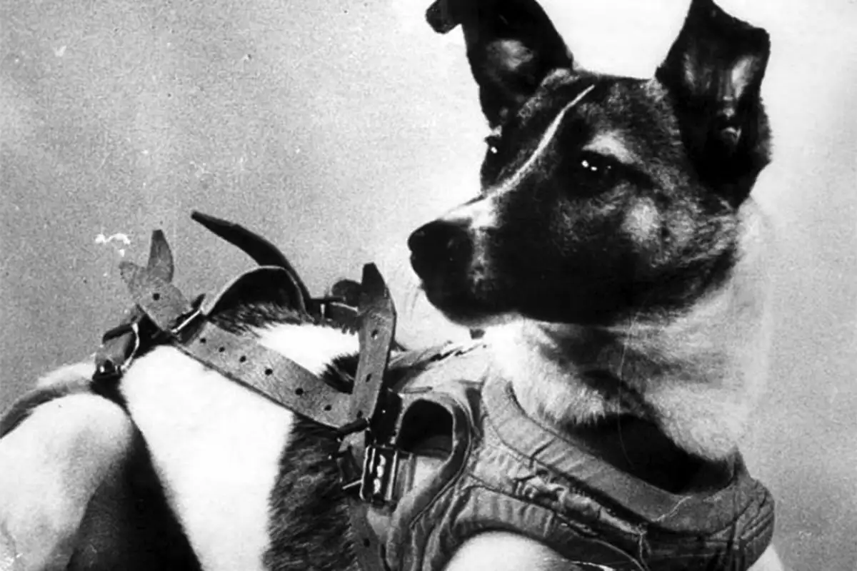 Avaruuden pioneereja: 10 eläintä, jotka kiersivät maailmaa – osa ei palannut