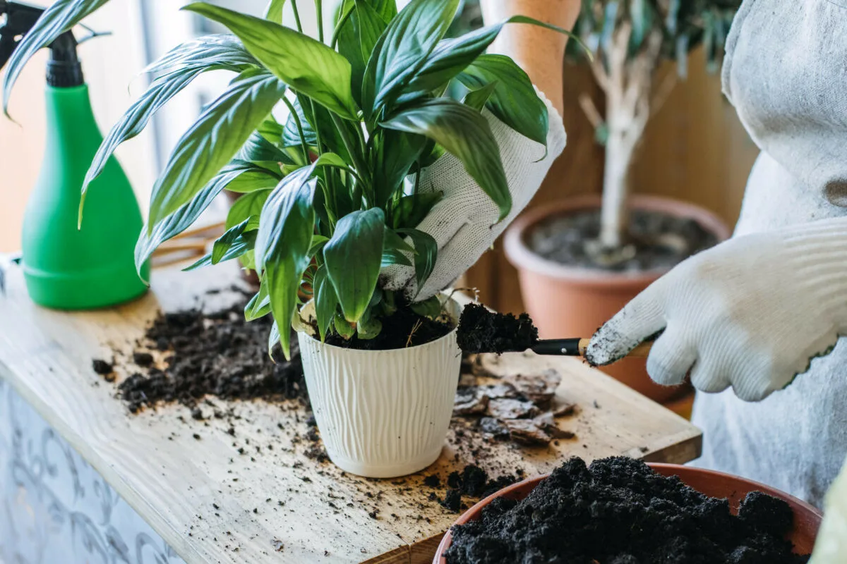 Helppohoitoiset huonekasvit: Kolme täydellistä valintaa kiireiseen arkeen