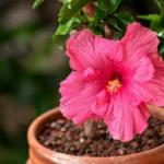 Hibiskuksen suojaus: Suomalainen tapa pitää kasvi vihreänä syksyn viimassa