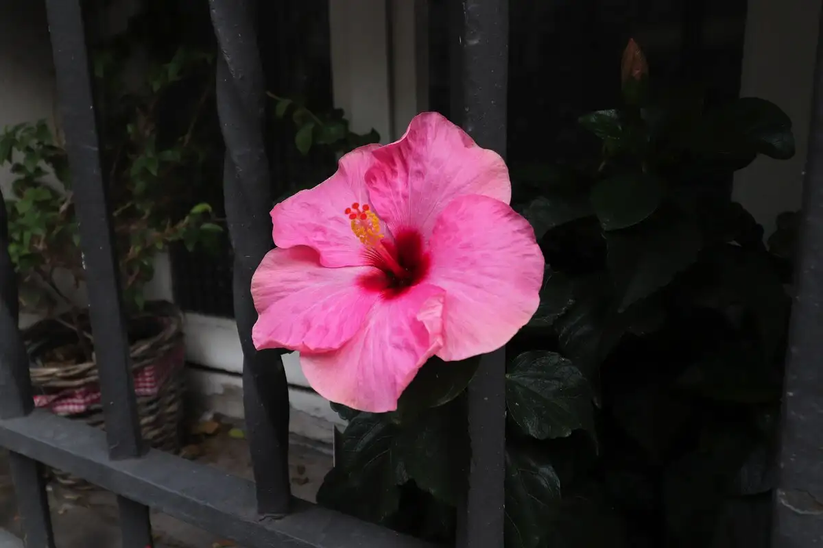 Hibiskuksen suojaus: Suomalainen tapa pitää kasvi vihreänä syksyn viimassa