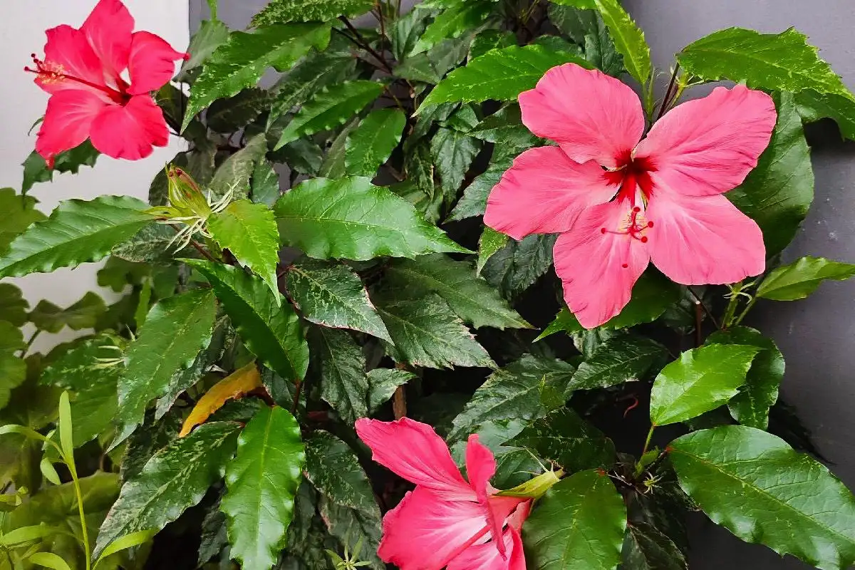 Hibiskuksen suojaus: Suomalainen tapa pitää kasvi vihreänä syksyn viimassa